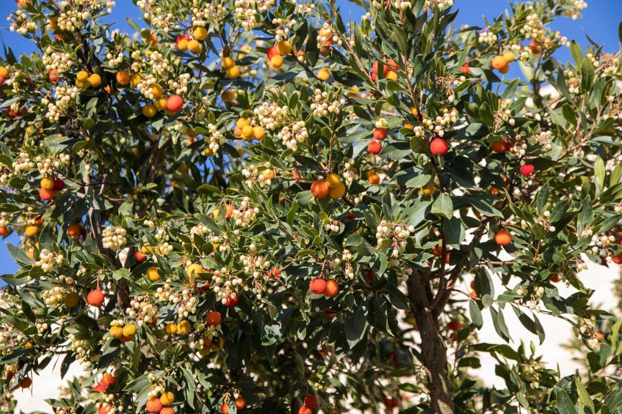 Lizzanello Masseria Lilei מראה חיצוני תמונה